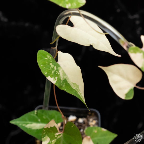 Fallopia multiflora variegated (1A)