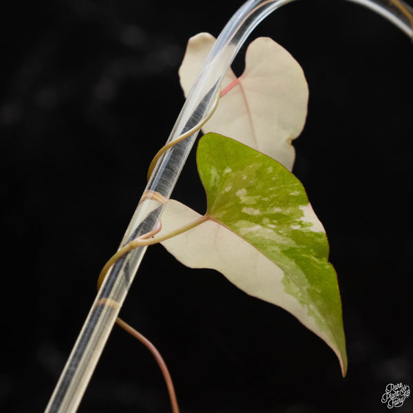 Fallopia multiflora variegated (1A)