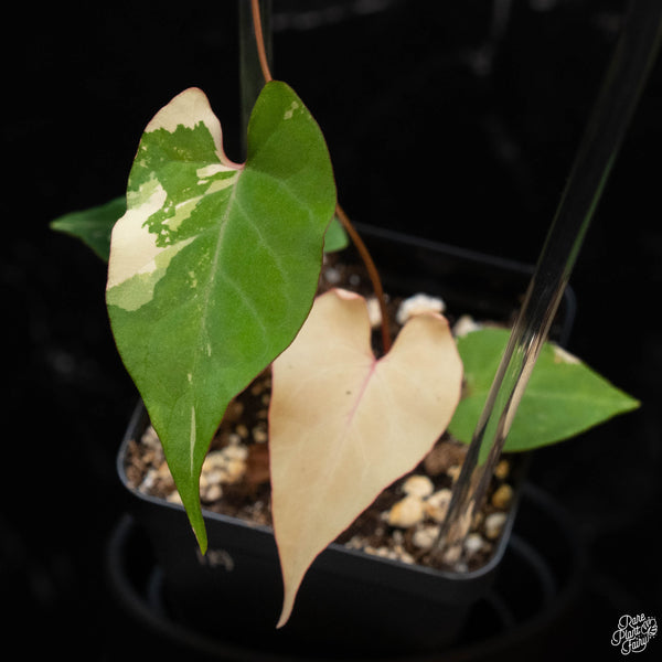 Fallopia multiflora variegated (1A)