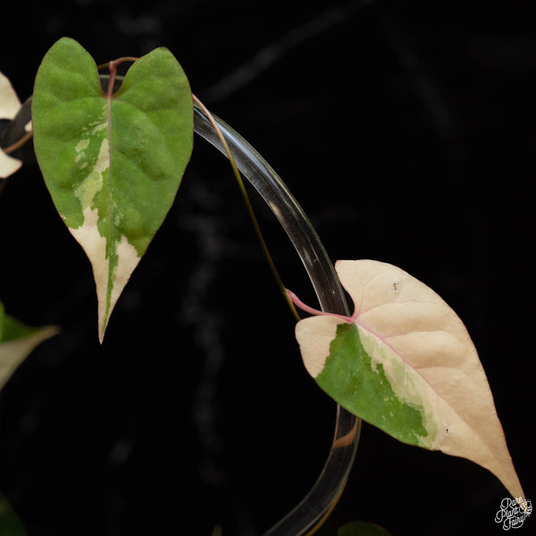 Fallopia multiflora variegated (1B)