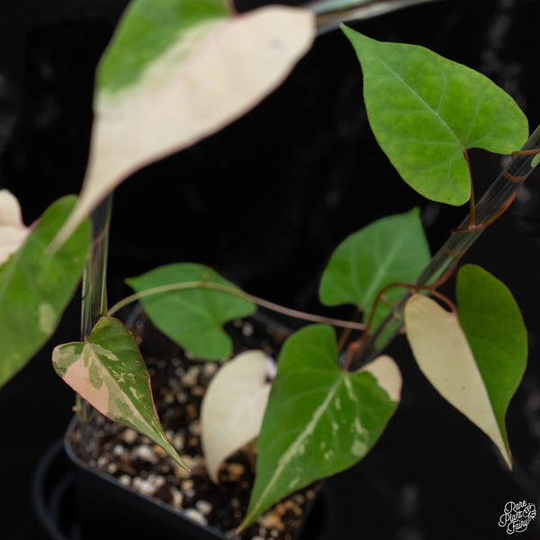 Fallopia multiflora variegated (1B)