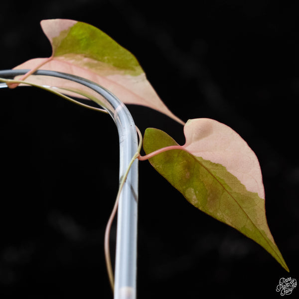 Fallopia multiflora variegated (1B)