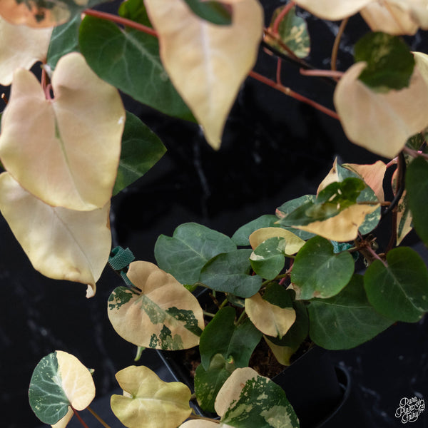 Fallopia multiflora variegated (wk4-A)