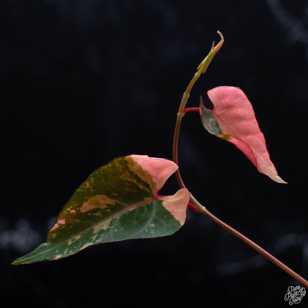 Fallopia multiflora variegated (wk4-A)