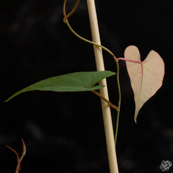 Fallopia multiflora variegated (C48)