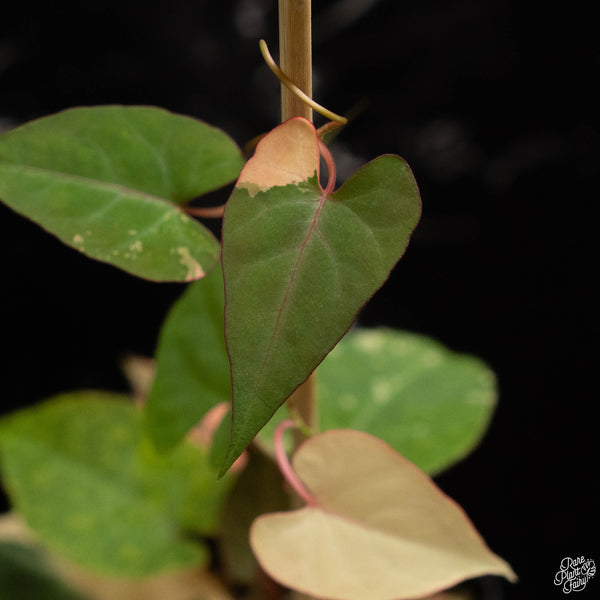 Fallopia multiflora variegated (C48)