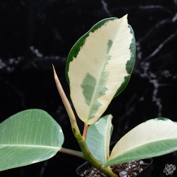 Ficus elastica 'Asahi' (wk3-A)