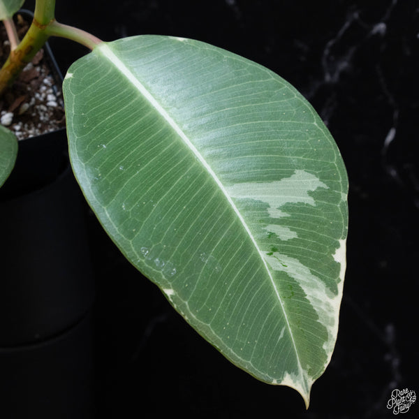 Ficus elastica 'Asahi' (wk3-A)