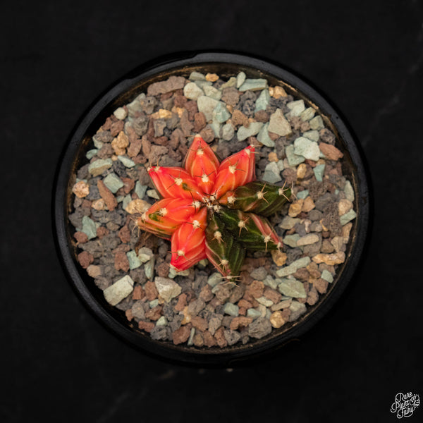 Gymnocalycium mihanovichii variegated cactus