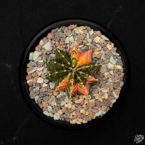 Gymnocalycium mihanovichii variegated cactus