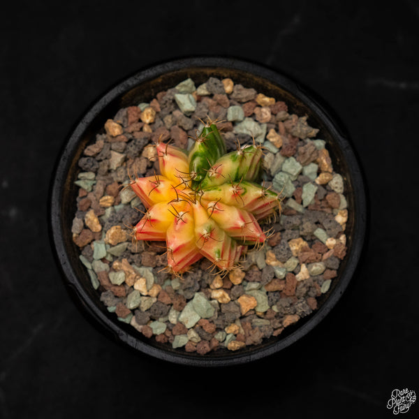 Gymnocalycium mihanovichii variegated cactus