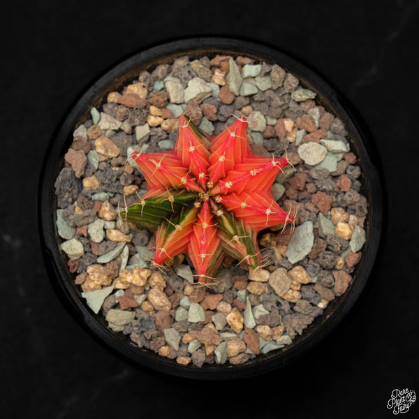 Gymnocalycium mihanovichii variegated cactus