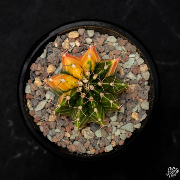 Gymnocalycium mihanovichii variegated cactus