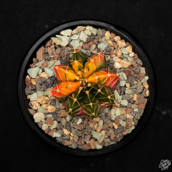 Gymnocalycium mihanovichii variegated cactus