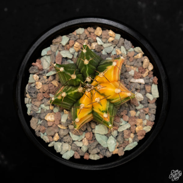 Gymnocalycium mihanovichii variegated cactus