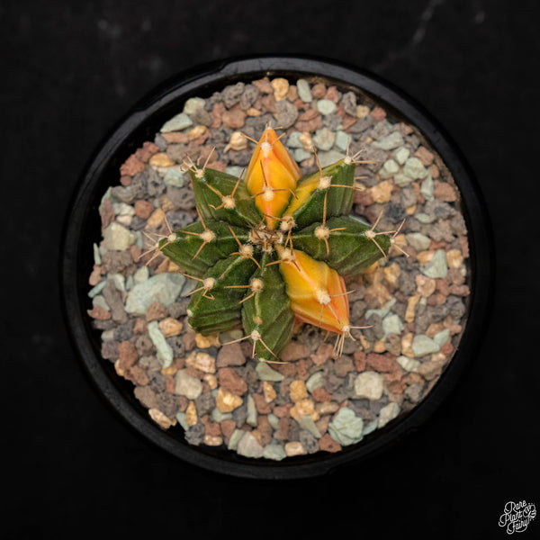 Gymnocalycium mihanovichii variegated cactus