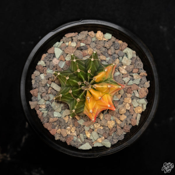 Gymnocalycium mihanovichii variegated cactus