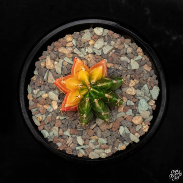 Gymnocalycium mihanovichii variegated cactus