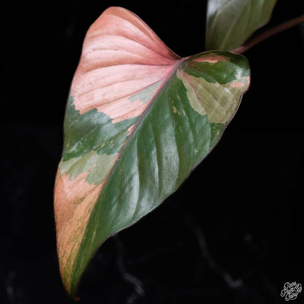 Homalomena cf. aromatica (Spreng.) variegated 'Pink Diamond' (A51)