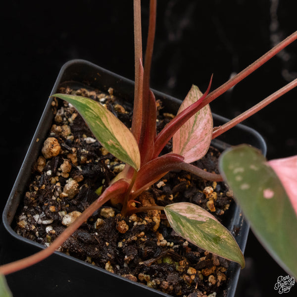 Homalomena cf. aromatica (Spreng.) variegated 'Pink Diamond' (1A)