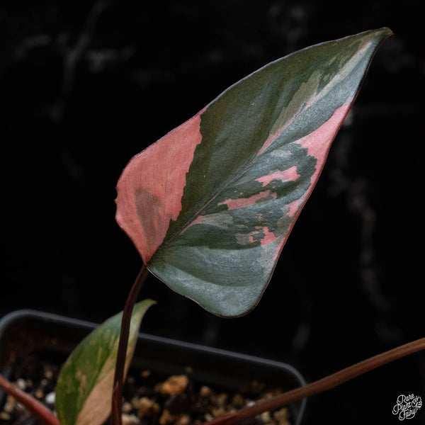 Homalomena cf. aromatica (Spreng.) variegated 'Pink Diamond' (1A)