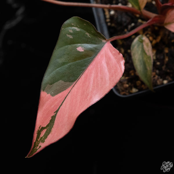 Homalomena cf. aromatica (Spreng.) variegated 'Pink Diamond' (1A)