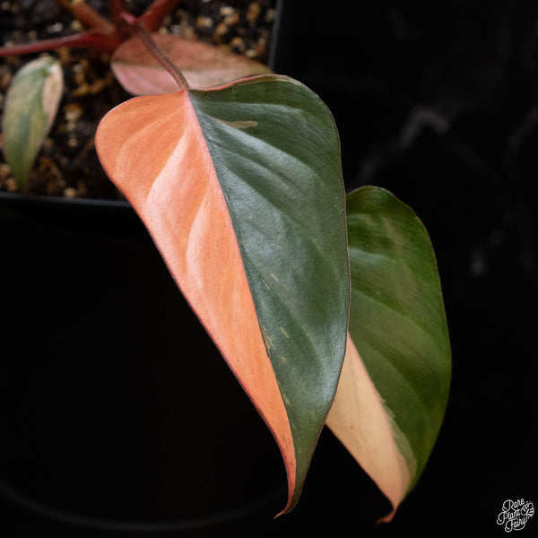 Homalomena cf. aromatica (Spreng.) variegated 'Pink Diamond' (1A)