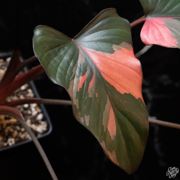 Homalomena cf. aromatica (Spreng.) variegated 'Pink Diamond' (1B)