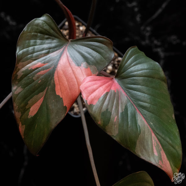 Homalomena cf. aromatica (Spreng.) variegated 'Pink Diamond' (1B)