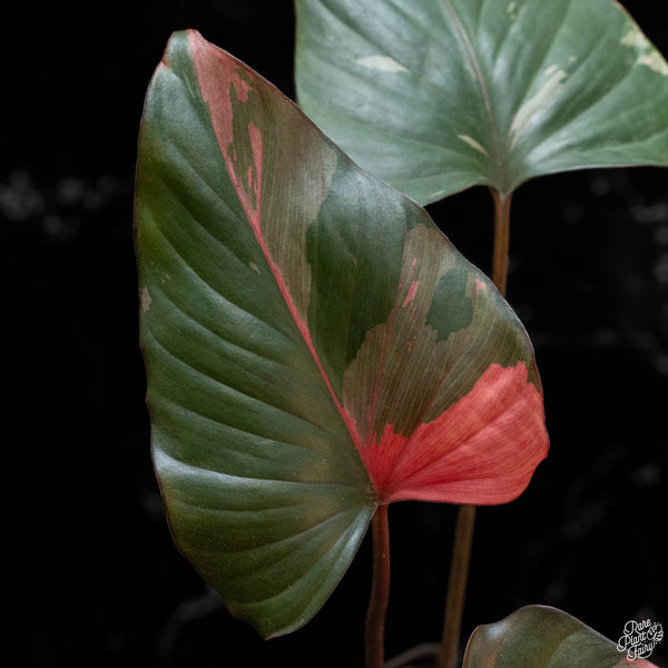 Homalomena cf. aromatica (Spreng.) variegated 'Pink Diamond' (1B)