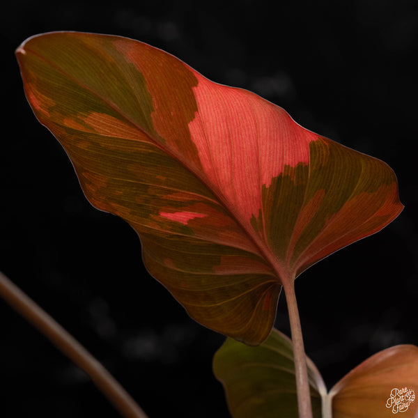 Homalomena cf. aromatica (Spreng.) variegated 'Pink Diamond' (1B)