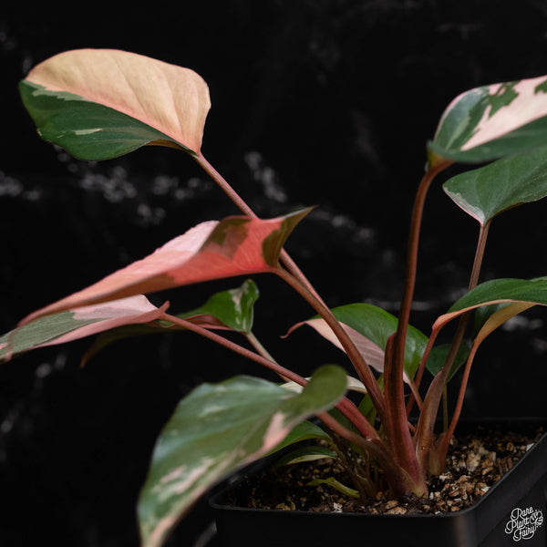 Homalomena cf. aromatica (Spreng.) variegated 'Pink Diamond' (wk2-A) *multiple plants*