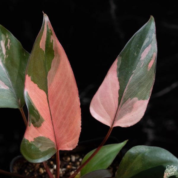 Homalomena cf. aromatica (Spreng.) variegated 'Pink Diamond' (wk2-A) *multiple plants*