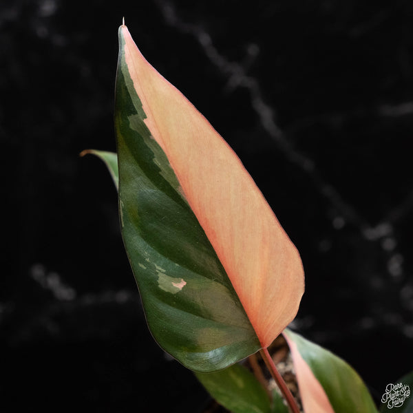 Homalomena cf. aromatica (Spreng.) variegated 'Pink Diamond' (wk2-A) *multiple plants*