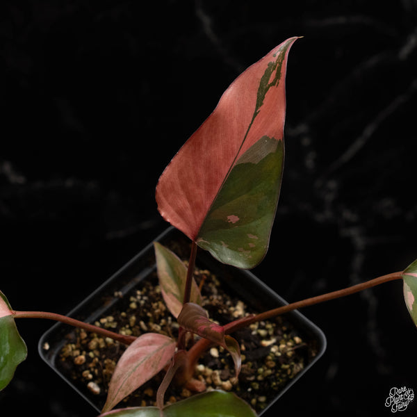 Homalomena cf. aromatica (Spreng.) variegated 'Pink Diamond' (B48)