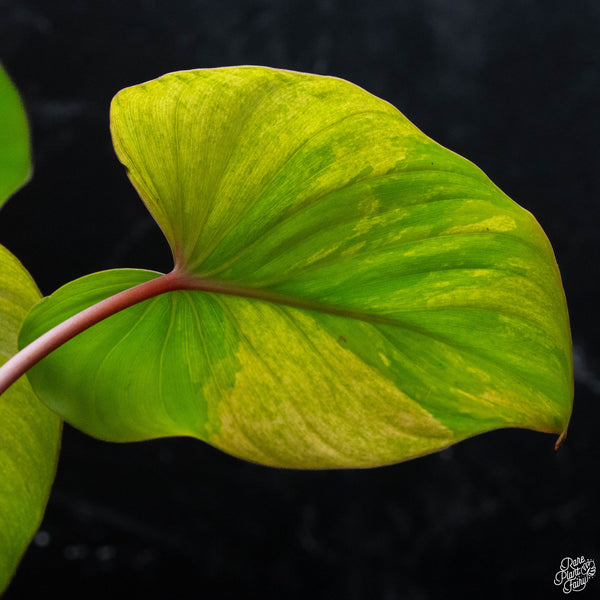 Homalomena rubescens 'Mint Melon' variegated (wk3-A)