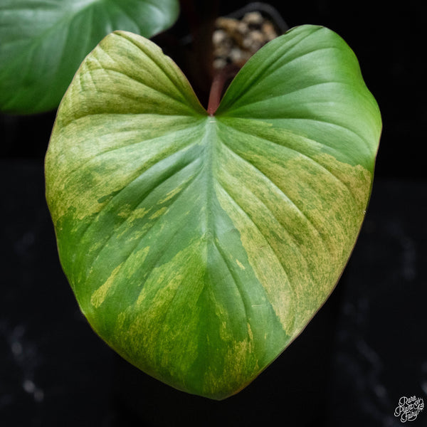 Homalomena rubescens 'Mint Melon' variegated (wk3-A)