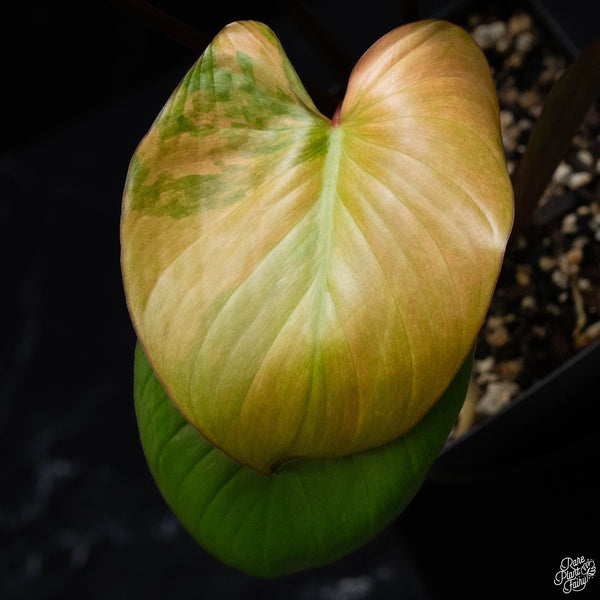 Homalomena rubescens 'Mint Melon' variegated (wk3-A)