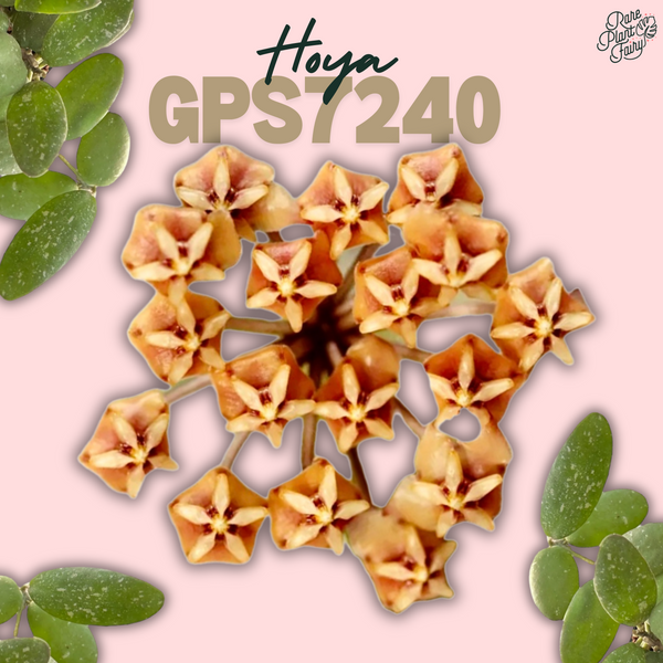 Hoya GPS 7240 *Grower's Choice*