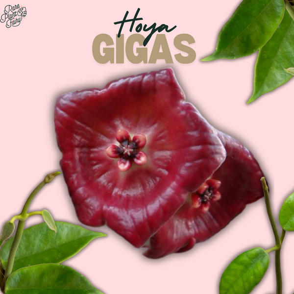 Hoya gigas *Grower's Choice*