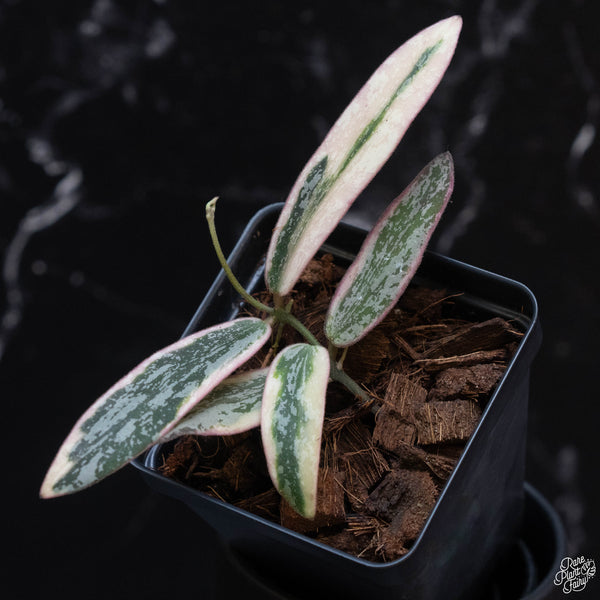 Hoya sigillatis outer variegated (wk3-A)