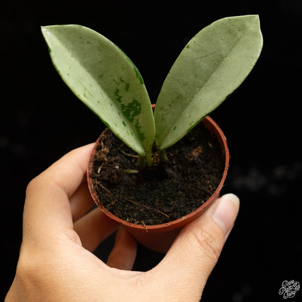 Hoya 'Silver Moon' AH-074 *Grower's Choice*