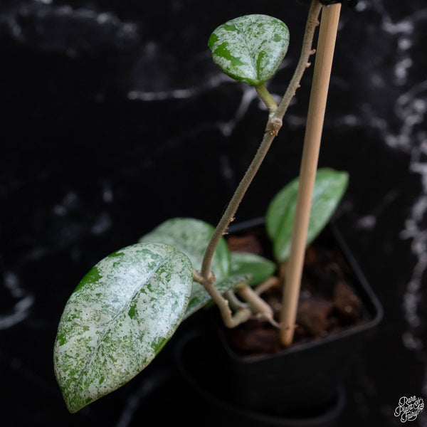 Hoya carnosa 'Wilbur Graves' (wk3-A)