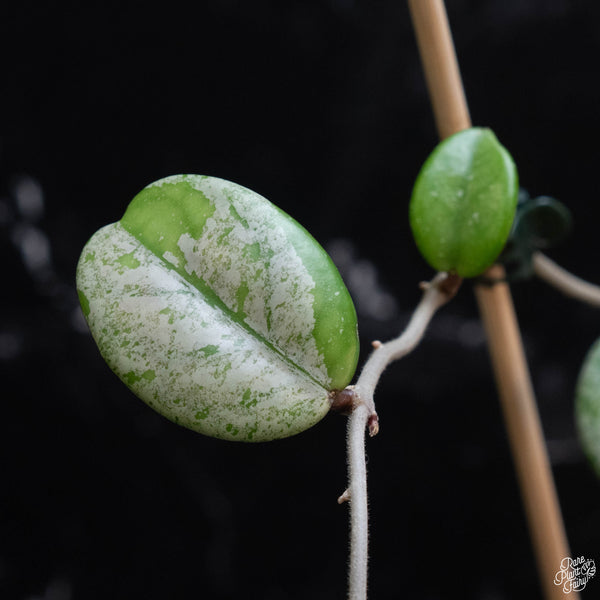 Hoya carnosa 'Wilbur Graves' (wk3-A)