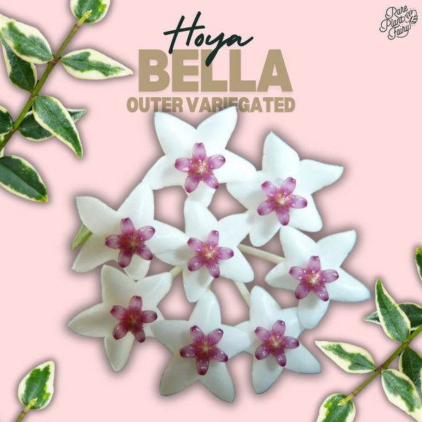 Hoya bella outer variegated *Grower's Choice*