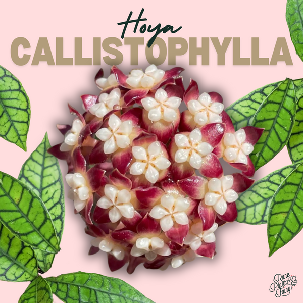 Hoya callistophylla *Grower's Choice*