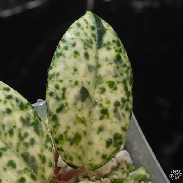 Hoya carnosa 'Madara' (wk4-A)