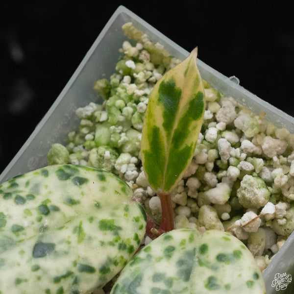 Hoya carnosa 'Madara' (wk4-A)