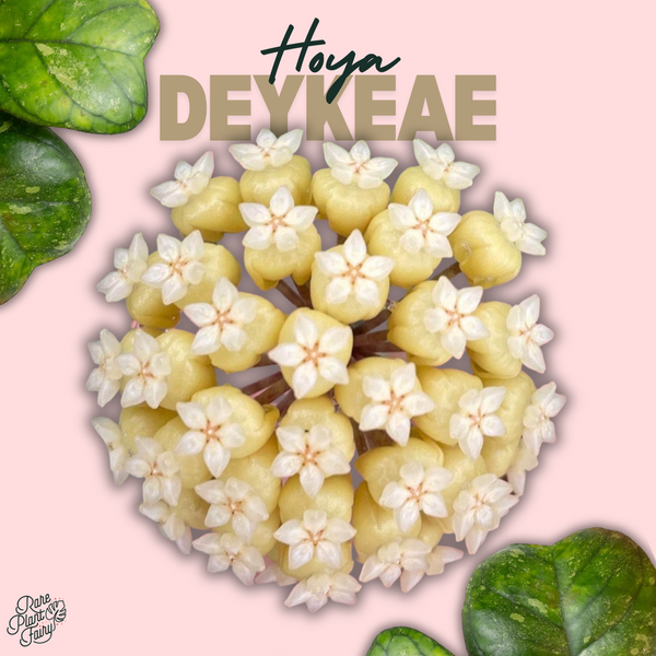 Hoya 'Deykeae' splash *Grower's Choice*