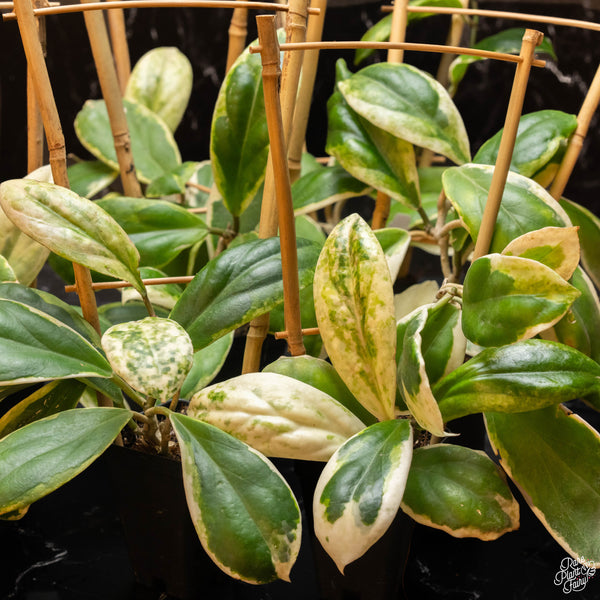 Hoya incrassata albo variegated *Grower's Choice*